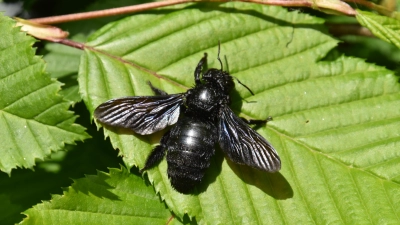 Die Blaue Holzbiene ist die größte heimische Wildbienenart. Wegen seiner Größe wird das dunkelblaue Insekt häufig für eine Hummel gehalten. (Foto: Ulrich Meßlinger)