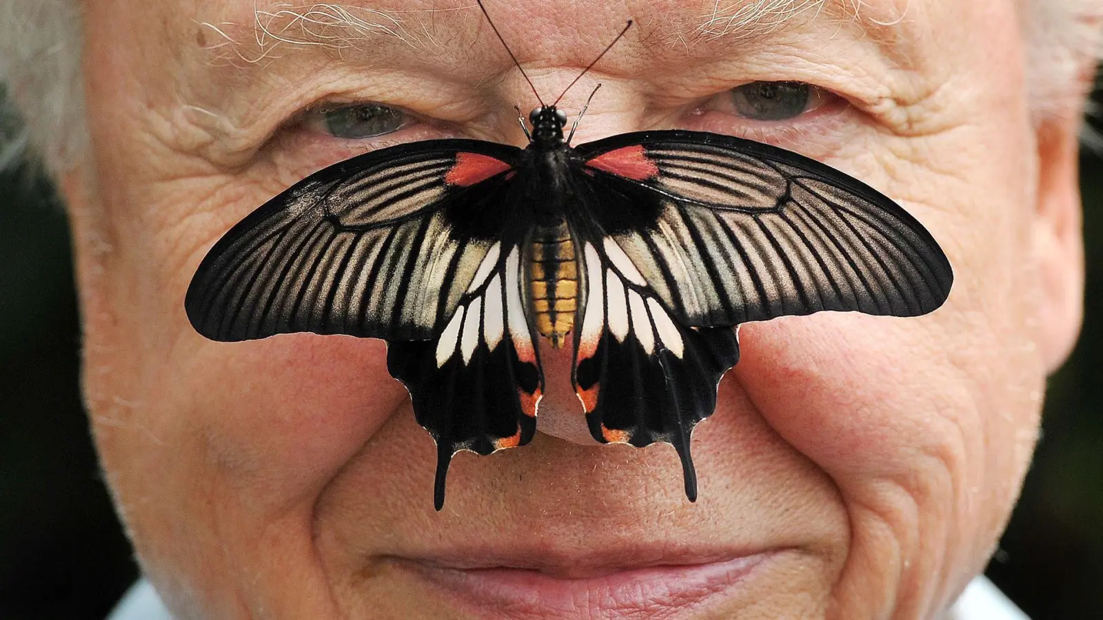 Zu seinem 100. Geburtstag erhielt David Attenborough einen persönlichen Brief von König Charles. (Archivfoto) (Foto: John Stillwell/PA Wire/dpa)