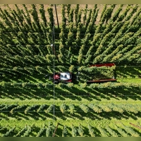 Hopfenernte in der baden-württembergischen Anbauregion Tettnang. (Symbolbild) (Foto: Silas Stein/dpa)