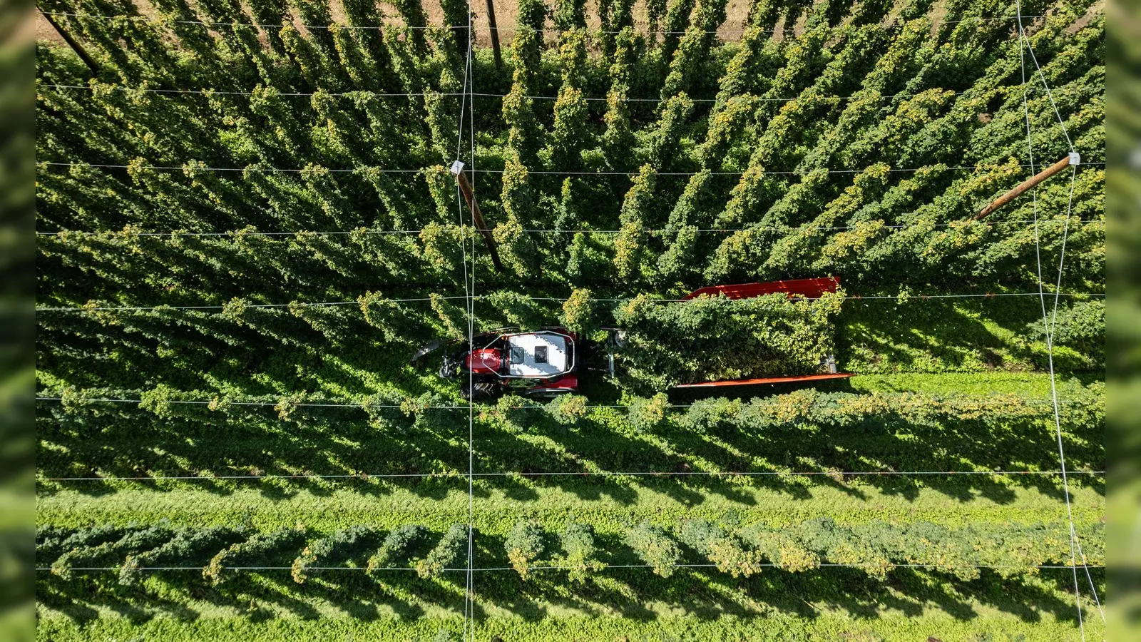 Hopfenernte in der baden-württembergischen Anbauregion Tettnang. (Symbolbild) (Foto: Silas Stein/dpa)
