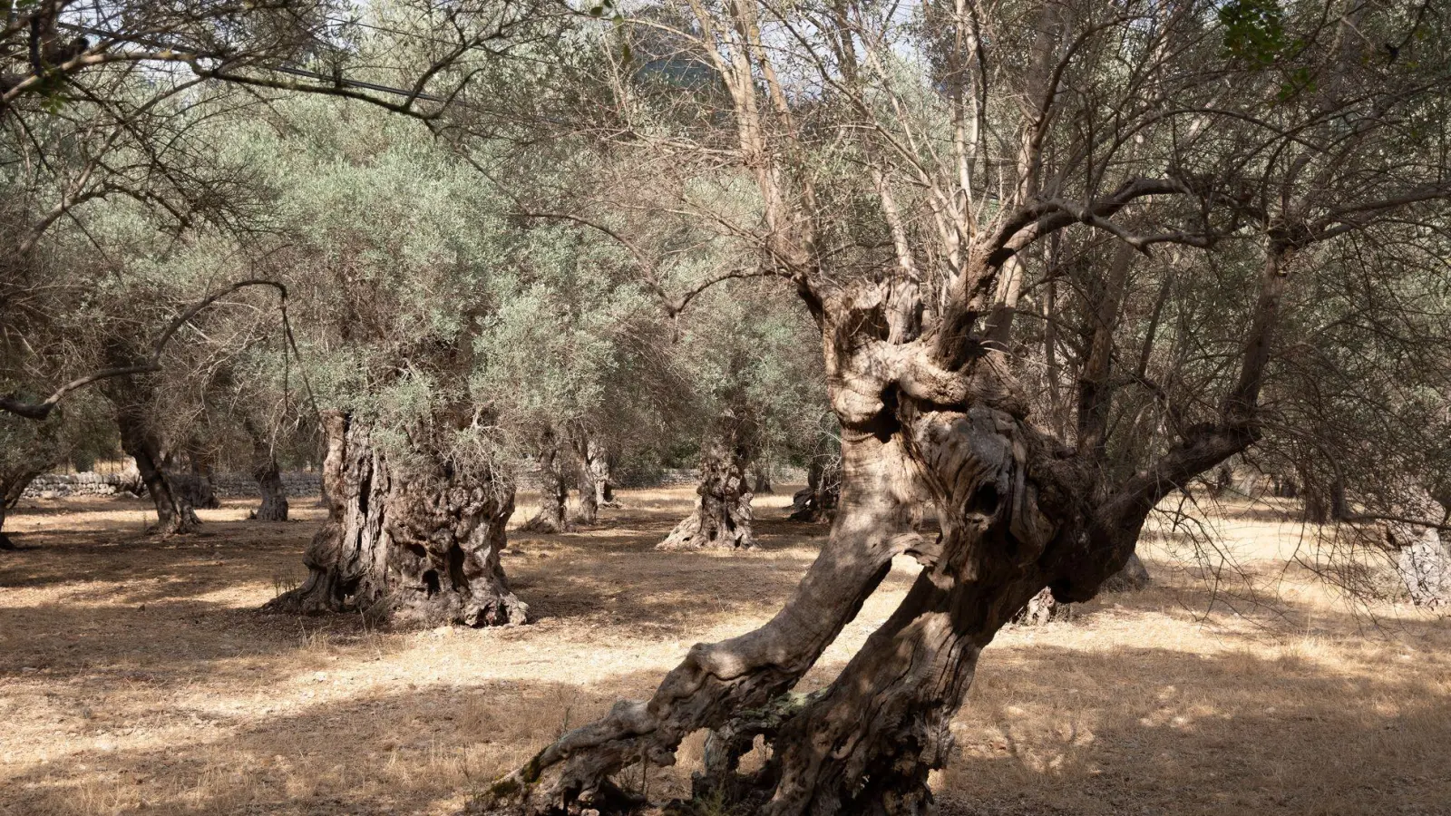 Wasserknappheit ist auf Mallorca vor allem in der Hochsaison kein neues Problem. (Foto: Clara Margais/dpa)