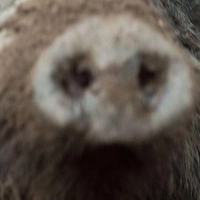 Das etwa zweijährige Wildschwein hatte sich laut Stadt in den vergangenen zwei Wochen nahezu täglich auf dem Friedhof gezeigt. (Symbolbild) (Foto: Lino Mirgeler/dpa)