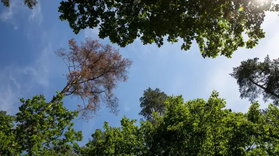 Eine wegen Kiefernprachtkäferbefall absterbende Kiefer steht zwischen Laubbäumen. (Foto: Daniel Karmann/dpa)