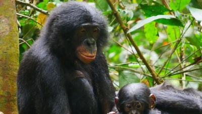 Bonobos (Pan paniscus) sind die nächsten lebenden Verwandten des Menschen. (Foto: Maud Mouginot/dpa)