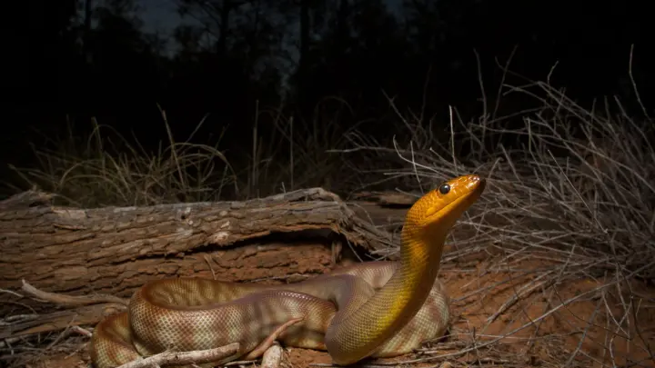 Auch wenn sie keine sichtbaren Ohren haben, können Schlangen Schall über die Luft wahrnehmen. (Foto: Dr Christina Zdenek/University of Queensland/dpa/Handout)