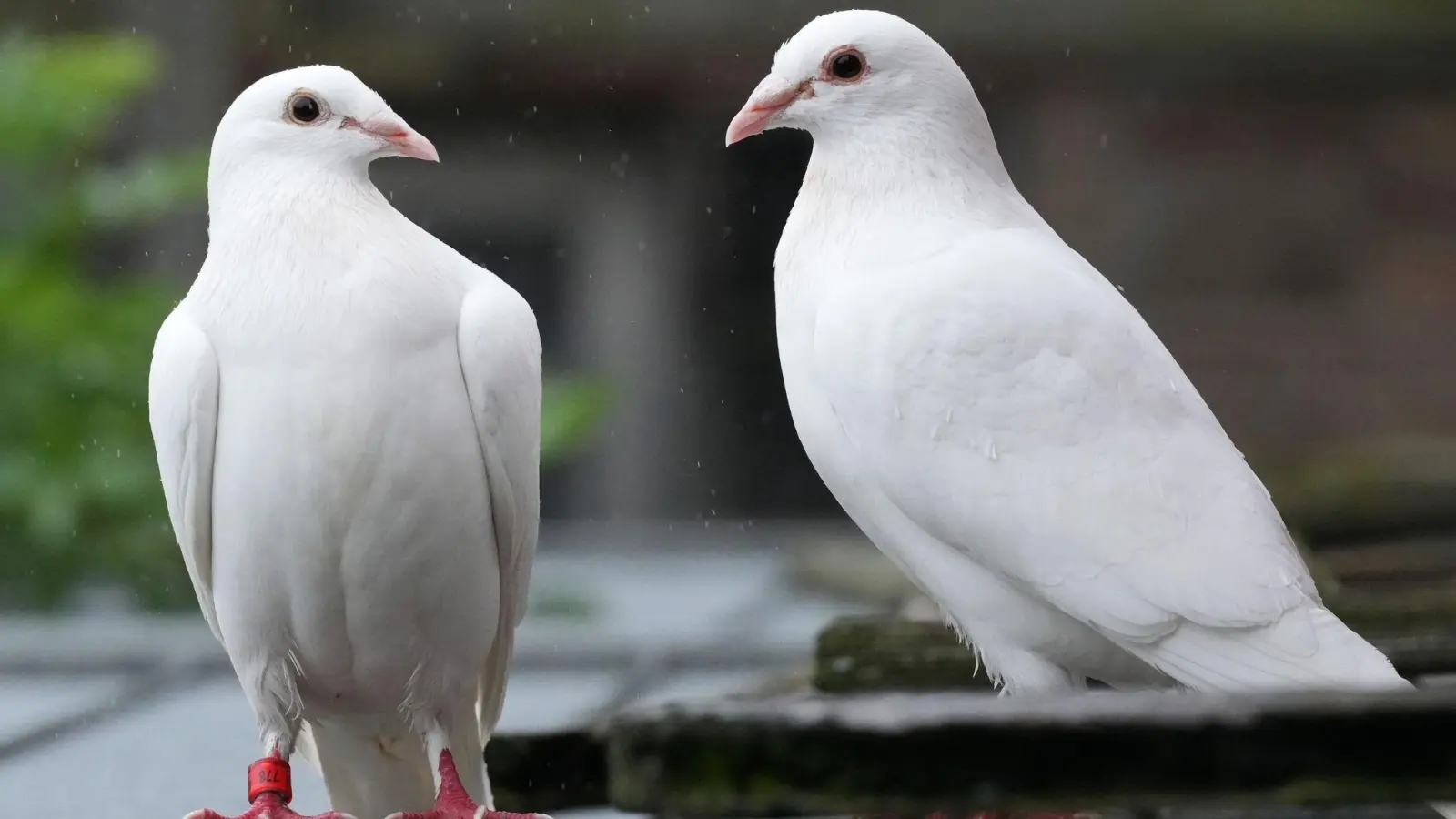 Für viele gehören weiße Tauben zu einer Hochzeit dazu. (Foto: Soeren Stache/dpa)