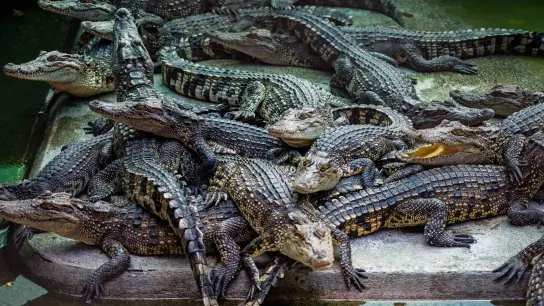 Krokodile liegen auf einer Krokodilfarm in Thailand in ihrem Gehege. (Symbolbild) (Foto: Ian Robert Knight/dpa)