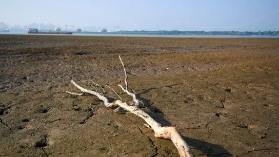 Ein abgestorbener Baum im Wattgebiet  des Yangtze-Flusses. Die Dürre in China beeinträchtigt auch die Industrieproduktion. (Foto: Qi Liguang/XinHua/dpa)