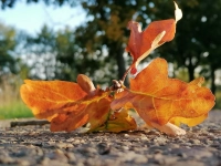 Blattkunst in Herbstfarben- gesehen bei Hagenau (Foto: Renate Kecker)