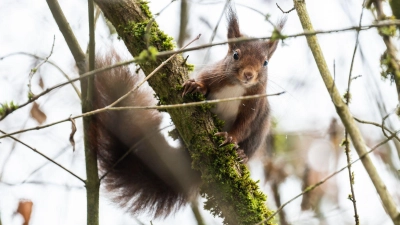 Eichhörnchen kommen im Winter oft nicht an ihre Vorräte heran. (Archivbild)  (Foto: Silas Stein/dpa)