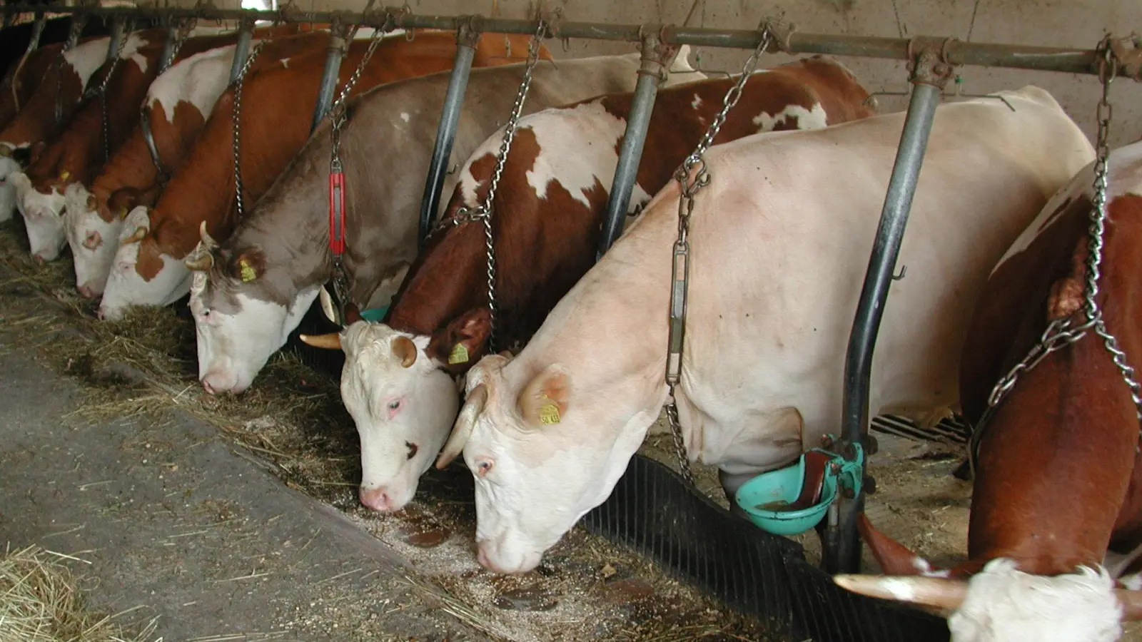 Kühe in der mittlerweile hoch umstrittenen Anbindehaltung – hier ein Foto aus einem nicht mehr existenten Langenfelder Hof aus dem Jahr 2002. Über dieses und eine Vielzahl weiterer landwirtschaftlicher Themen und Probleme wurde in Eschenbach diskutiert. (Archivfoto: Anita Dlugoß)