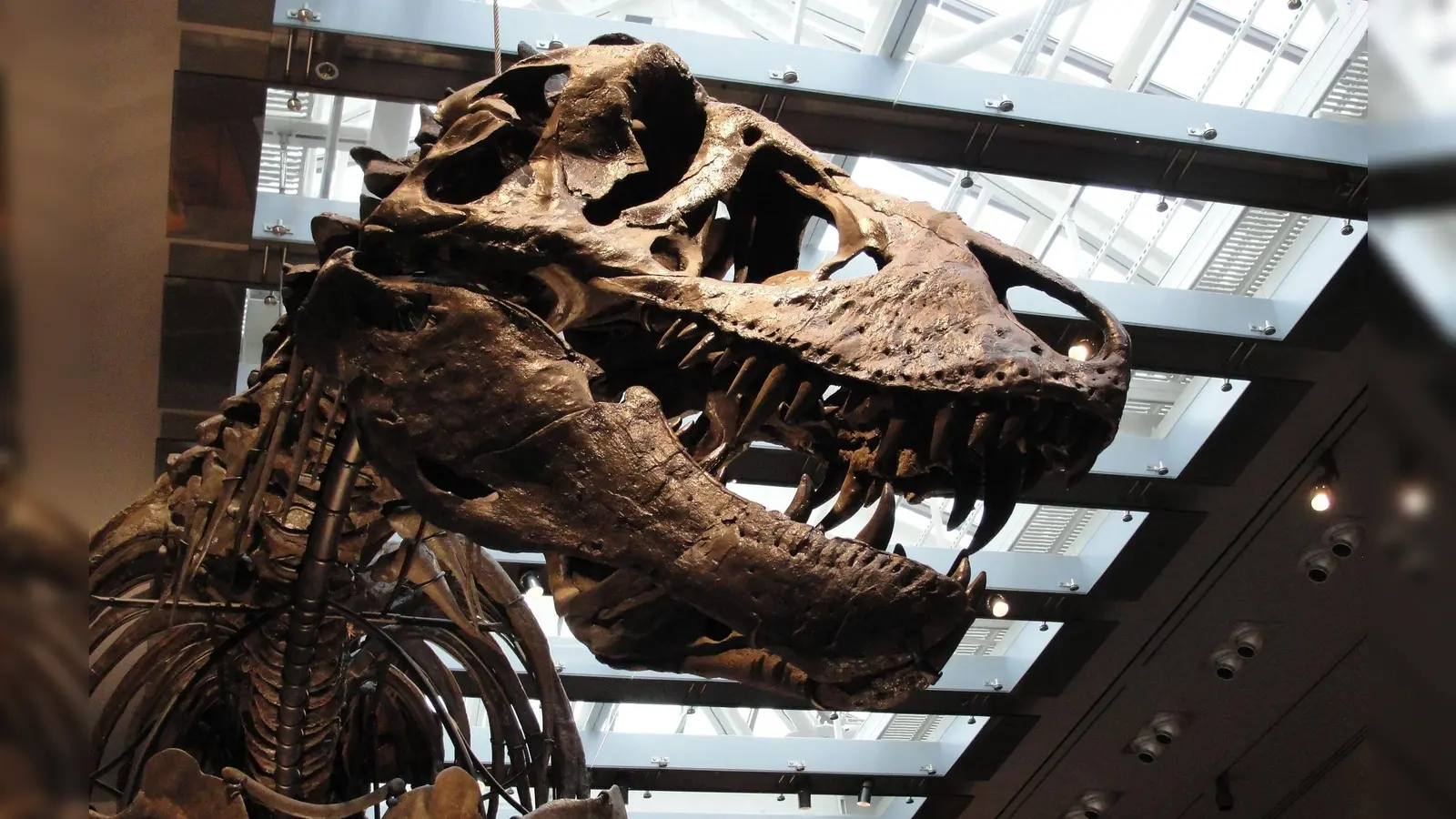 „Thomas the T. rex“, Skelett im Natural History Museum of Los Angeles County (Foto: ---/Dinosaur Institute/Natural History Museum of Los Angeles County/dpa)