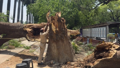 Ein Mitglied der Zivilschutzorganisation bindet ein Seil an einen umgestürzten Baum, um nach Stürmen und starken Regenfällen eine Notunterkunft zu errichten. (Foto: Rajesh Kumar Singh/AP/dpa)