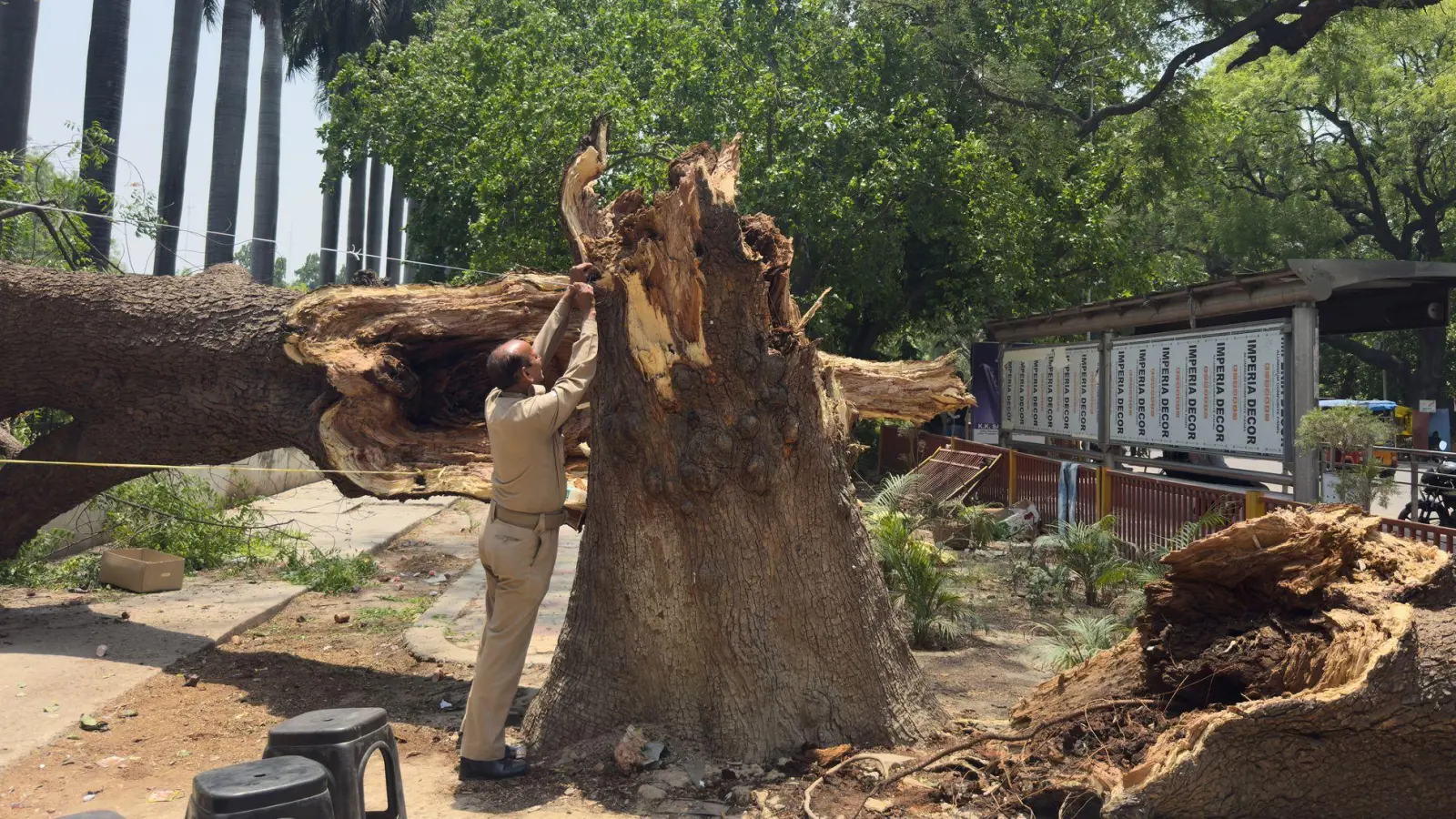 Ein Mitglied der Zivilschutzorganisation bindet ein Seil an einen umgestürzten Baum, um nach Stürmen und starken Regenfällen eine Notunterkunft zu errichten. (Foto: Rajesh Kumar Singh/AP/dpa)