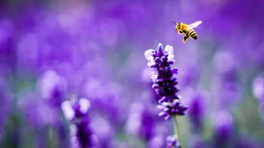 Lavendel zieht Bienen an, also ab auf den Balkon damit? Ist die Pflanze mit Pestiziden belastet, schaden Bienenfreunde den flauschigen Summern vielleicht unbeabsichtigt. (Foto: Frank Rumpenhorst/dpa/dpa-tmn)