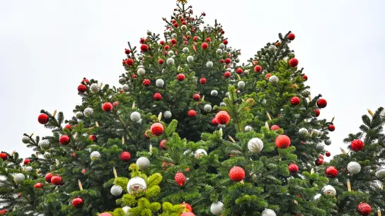 Der frühe Weihnachtsbaum liegt im Trend. (Foto: Patrick Pleul/dpa)