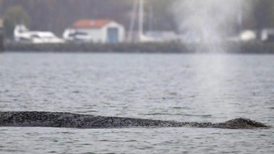 Am Samstag war der Wal erneut auf einer Sandbank in der Wismarbucht gestrandet. (Foto: Philip Dulian/dpa)