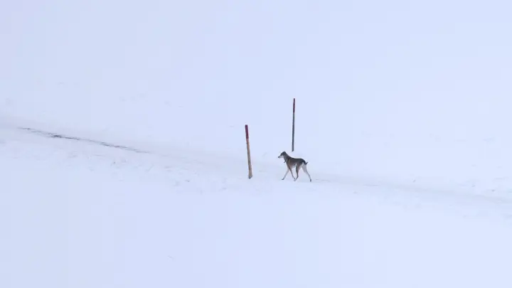 Ein Hund läuft auf einem Weg durch die schneebedeckte Landschaft. (Foto: Karl-Josef Hildenbrand/dpa/Symbolbild)