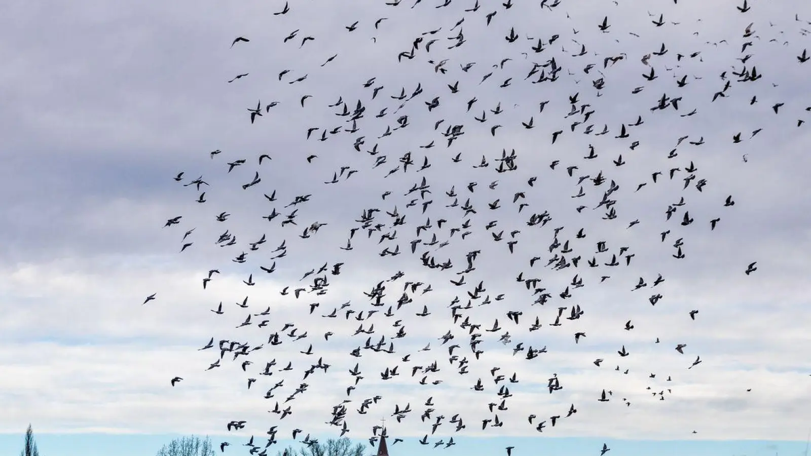 Tauben fliegen am bedeckten Himmel über dem Grenzfluss Neiße, der zwischen der deutschen Stadt Guben und dem polnischen Gubin fließt. (Foto: Frank Hammerschmidt/dpa/Archivbild)