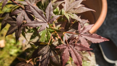 Schön dunkelrot: Japanischer roter Fächerahorn (Acer Palmatum Atropurpureum) kann auch im Herbst gepflanzt werden. (Foto: Christin Klose/dpa-tmn)