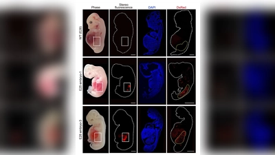 Eine grafische Darstellung zeigt „humanisierte“ Nierenzellen (rote Fluoreszenz) im Inneren von Embryos von Schweinen im Vergleich zu normalen, nicht manipulierten Schweineembryos. (Foto: Wang/Xie/Li/Li/Zhang/Cell Stem Cell/dpa)