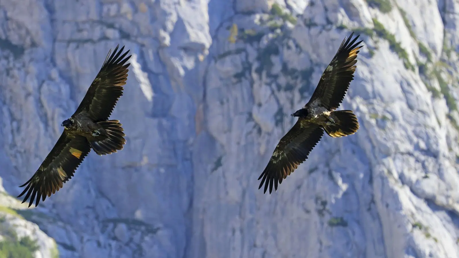 Die beiden ausgewilderten Bartgeier Wally und Bavaria fliegen im Nationalpark Berchtesgaden. (Foto: Markus Leitner/dpa/Archivbild)