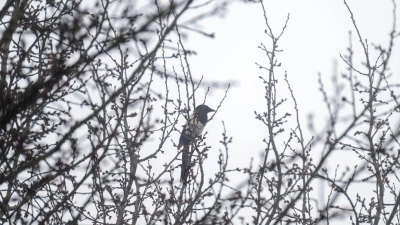 Das Wetter in Bayern bleibt trüb. (Archivbild) (Foto: Pia Bayer/dpa)