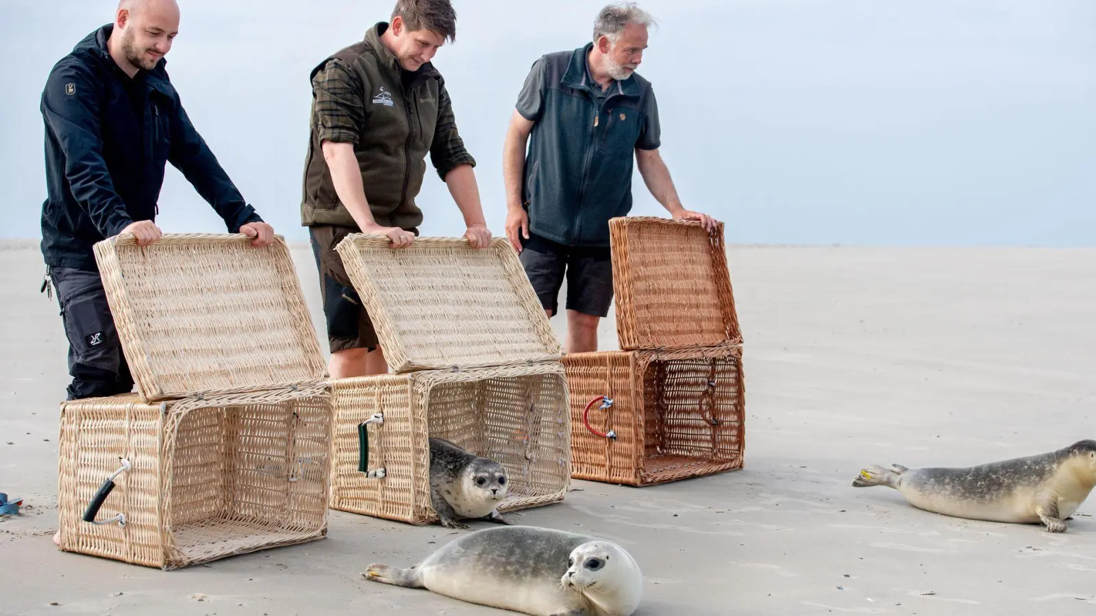 Der Moment der Freiheit ist für die jungen Seehunde da, als die Tierpfleger die Transportkörbe öffnen. (Foto: Hauke-Christian Dittrich/dpa)