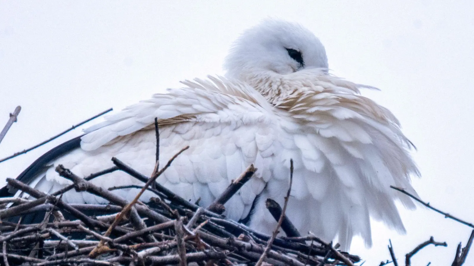 Um wenigstens einige Jungen durchzubringen, werfen manche Storchen-Eltern Küken aus dem Nest. (Archivbild) (Foto: Pia Bayer/dpa)