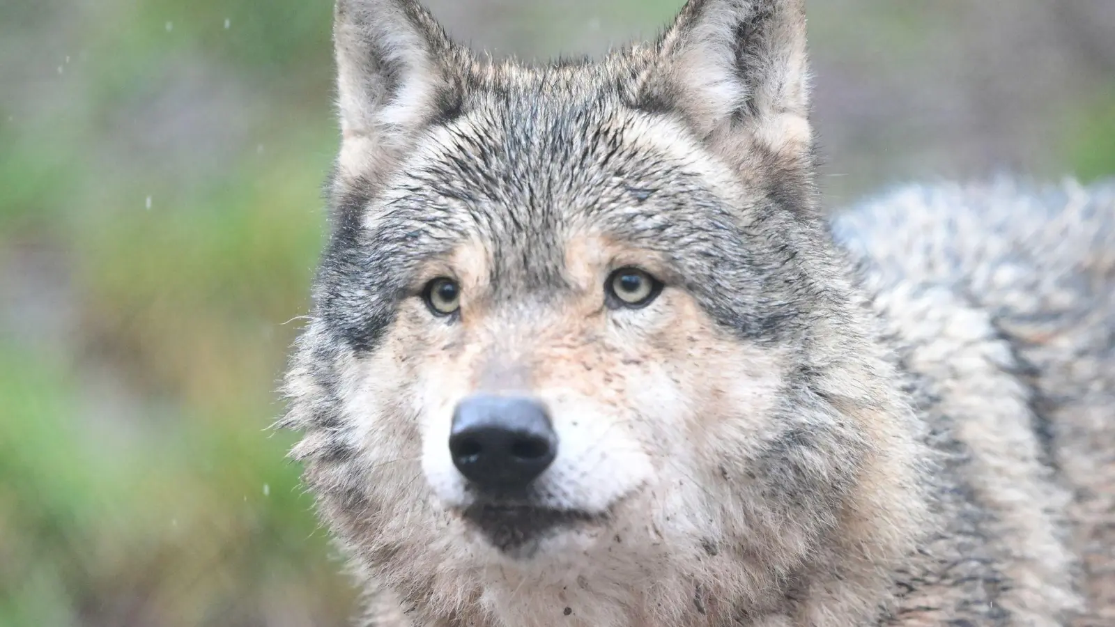 Im Hamburger Westen gibt es Meldungen über die Sichtung eines Wolfes. (Archivbild) (Foto: Bernd Weißbrod/dpa)