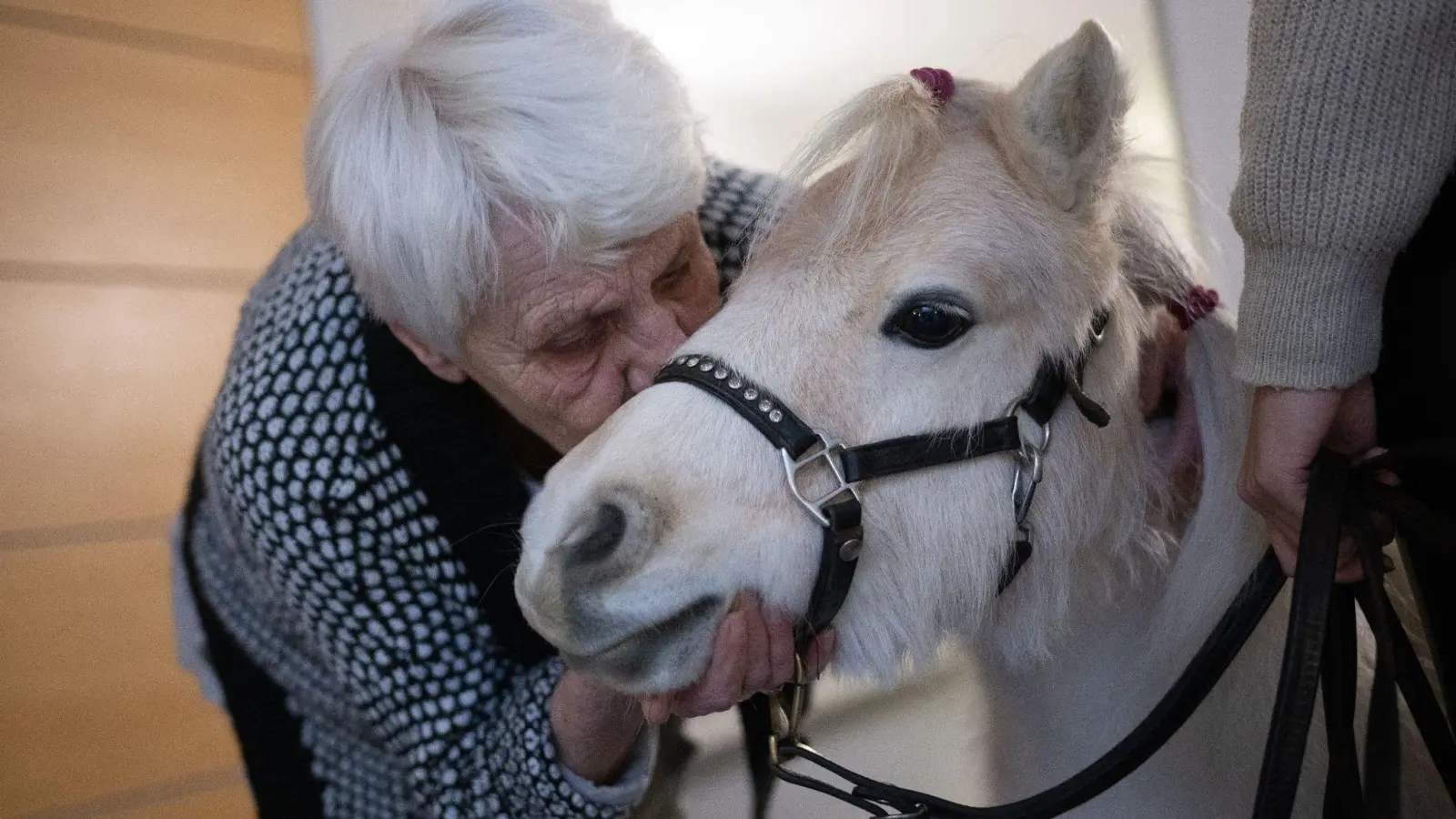Der Besuch der Ponys im Altenheim bringt Abwechslung für die Bewohnerinnen und Bewohner. (Foto: Sebastian Gollnow/dpa)