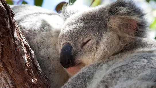 Ein Koala auf einem Baum auf Magnetic Island in Australien. (Foto: Daniel Naupold/dpa)