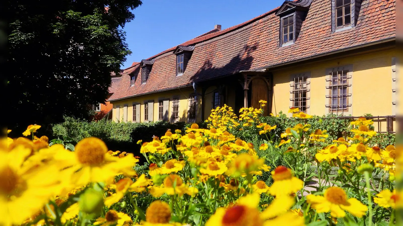 Vor Goethes Wohnhaus sprießt und blüht es: Der Garten soll bis zu geplanten Wiedereröffnung im Jahr 2030 neu angelegt werden.  (Foto: Daniela David/dpa-tmn)