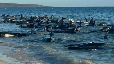 In Toby&#39;s Inlet in Westaustralien kam es zu einer Massenstrandung von Walen. Die Umstände sind noch unklar (Foto: Supplied/PARKS AND WILDLIFE WESTERN AUSTRALIA/AAP/dpa)
