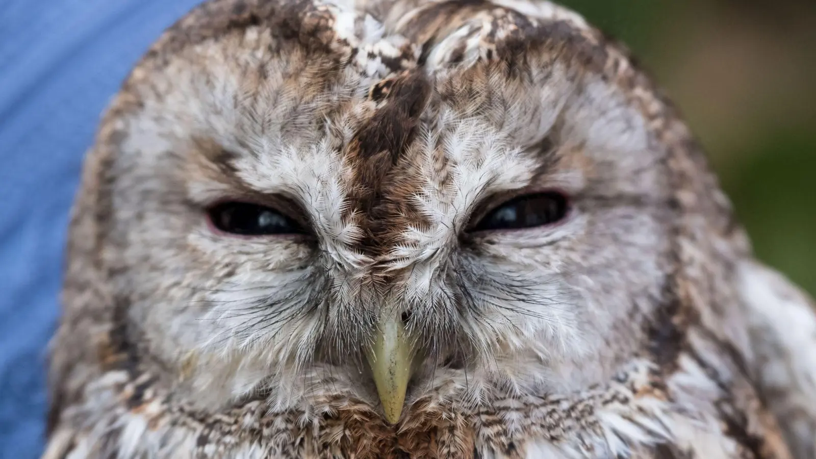 Der Waldkauz war mutmaßlich von einem Auto erfasst und verletzt worden. (Symbolbild) (Foto: Peter Steffen/dpa)