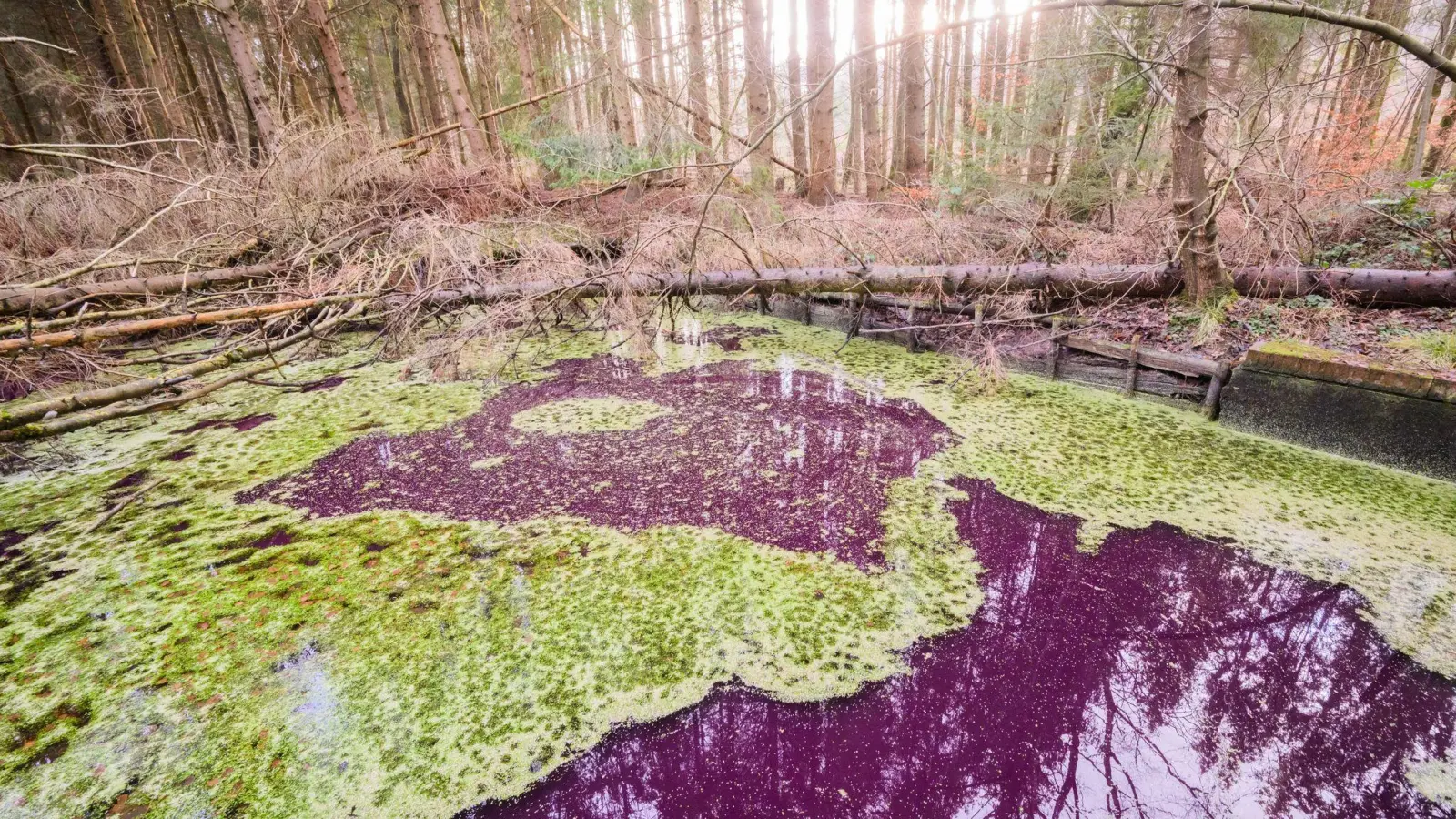 Hier im Hildesheimer Wald sind es sehr wahrscheinlich Purpurbakterien, die das Wasser verfärben. (Foto: Julian Stratenschulte/dpa)