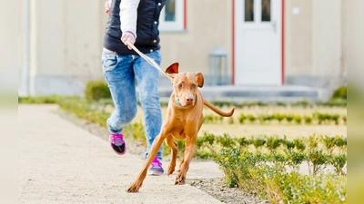 Der Hund bestimmt, wo es langgeht? Mit ein paar einfachen Tricks lässt sich der Spieß umdrehen. (Foto: Monique Wüstenhagen/dpa-tmn)