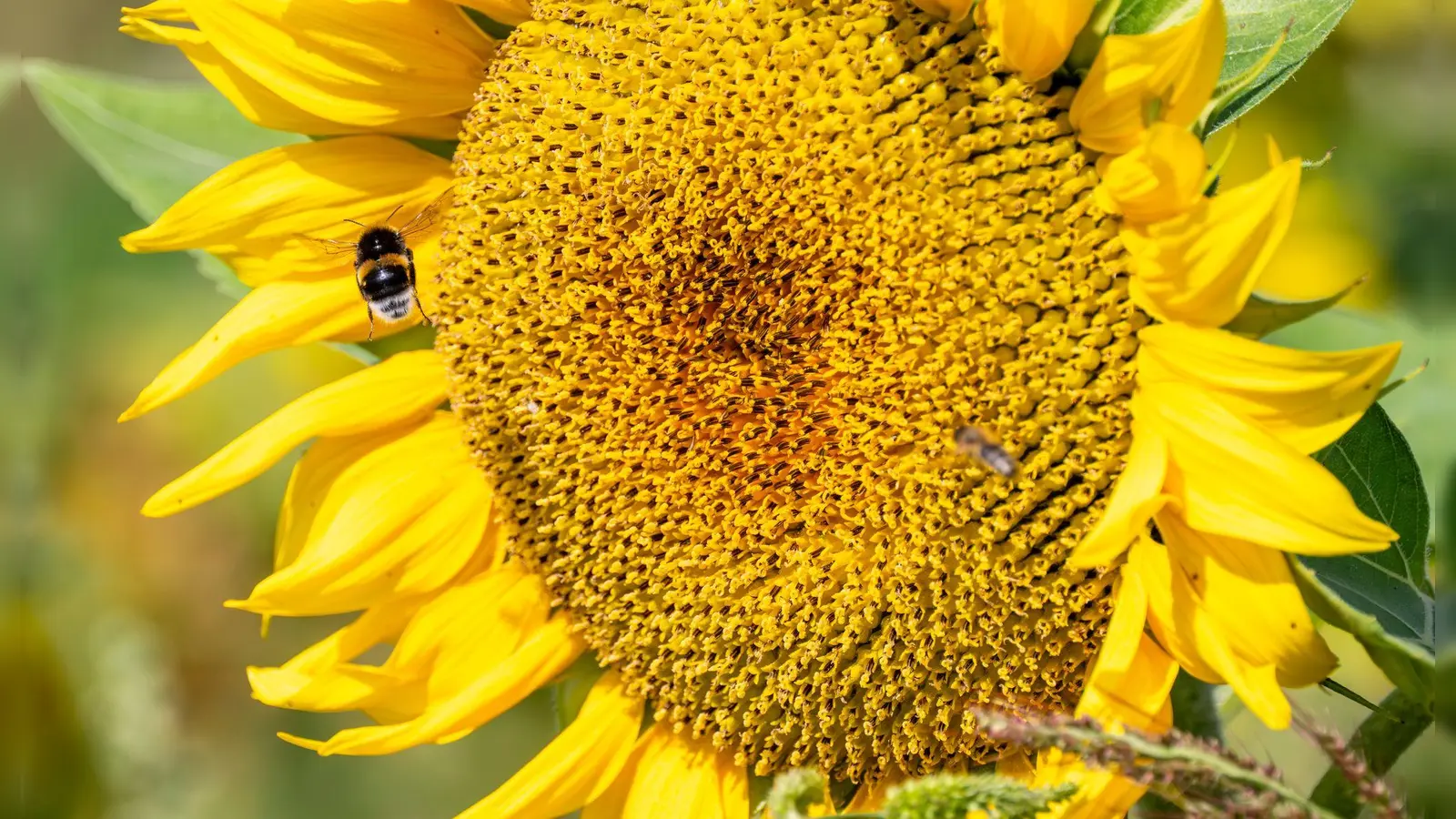 Es wird wieder sommerlich. (Archivfoto) (Foto: Peter Kneffel/dpa)