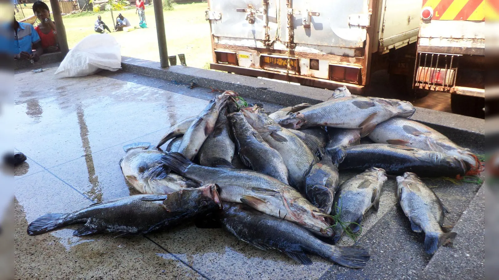 Mittelgroße Nilbarsche aus dem Viktoriasee. (Archivbild) (Foto: picture alliance / dpa)