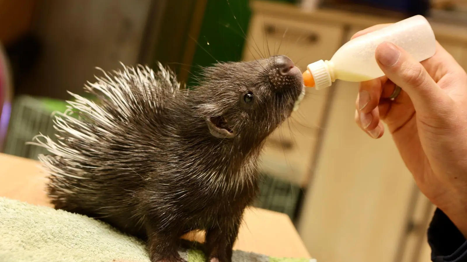 So klein und schon so durstig (Foto: Matthias Bein/dpa)