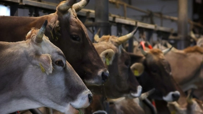 Kühe fressen auf einem Bauernhof in einem Stall für Anbindehaltung frisches Heu. (Foto: Karl-Josef Hildenbrand/dpa)
