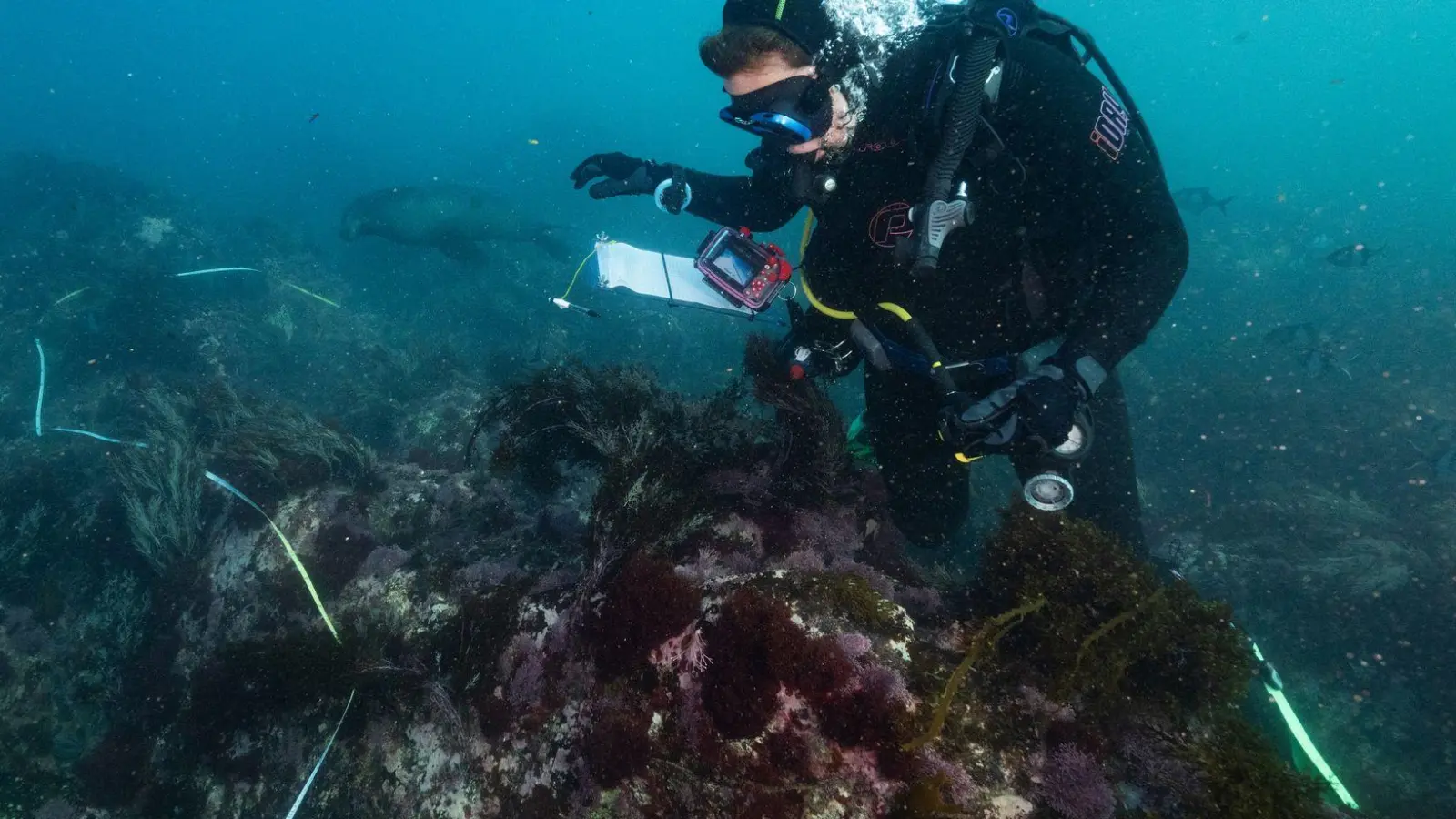 Die Algenblüte hat bereits Zehntausende Meeresbewohner das Leben gekostet.  (Foto: Stefan Andrews/GREAT SOUTHERN REEF FOUNDATION/dpa)