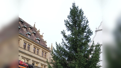 Am Mittwoch um 8 Uhr stand der Baum bereits stabil und gerade am Marktplatz. Uwe Meißner ist zufrieden mit seiner Wahl. In den nächsten Tagen kommen die Lichter auf die Fichte. (Foto: Simone Hedler)