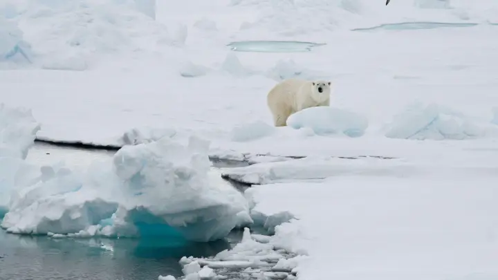 Ein Eisbär auf einer Eisscholle in Spitzbergen. (Foto: Romas Dabrukas/AP/dpa)