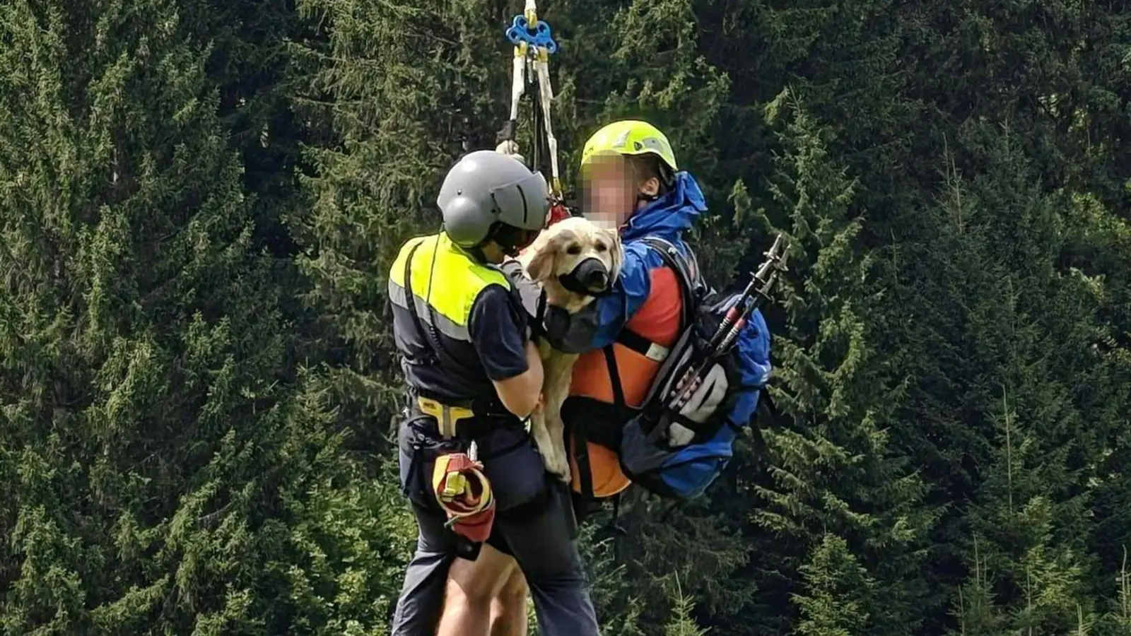 Die Tierärzte stellen der schwer verletzten Hündin eine optimistische Prognose aus. (Handout-Foto) (Foto: Unbekannt/LPD VORARLBERG/APA/dpa)