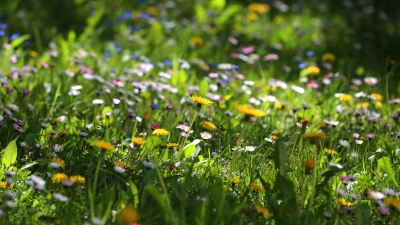 Gut für Insekten: Wird ein Rasen länger nicht gemäht, wachsen auf ihm viele Wiesenblumen. (Foto: Karl-Josef Hildenbrand/dpa-tmn)