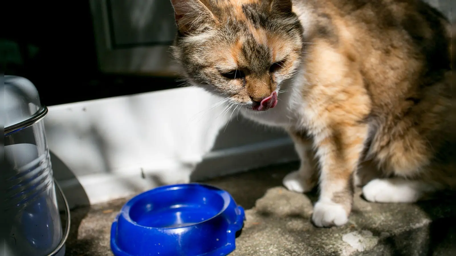 Wenn Sie Ihre Katze genau beobachten, werden Sie mit der Zeit herausfinden, welche Wasserquellen und Orte sie zum Trinken bevorzugt. (Foto: Karolin Krämer/dpa-tmn)