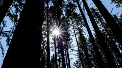 Wie geht es dem Wald in der Region? Daten aus der Bundeswaldinventur geben Antworten. (Foto: Andreas Drouve/dpa-tmn)