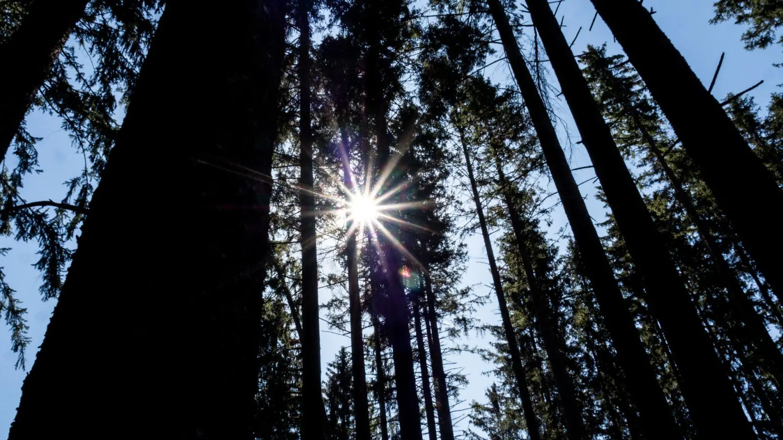 Wie geht es dem Wald in der Region? Daten aus der Bundeswaldinventur geben Antworten. (Foto: Andreas Drouve/dpa-tmn)