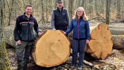 Die „Braut” mit Försterin Nicolle Fichtner-Sühlfleisch, dem Revierleiter Maximilian Danner vom Amt für Ernährung, Landwirtschaft und Forsten Kitzingen-Würzburg (links) und Platzvorbereiter Burkhard Sohn (Mitte). (Foto: Manfred Merz)